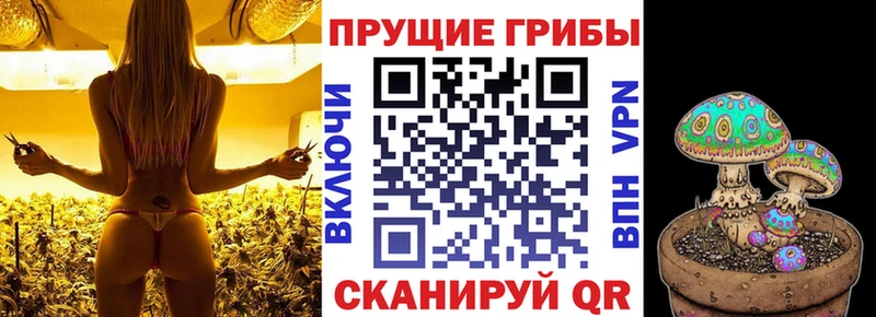 Купить  Волоколамск  Псилоцибиновые грибы Cubensis 